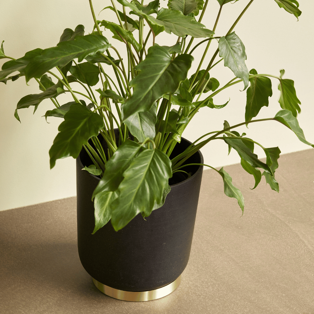 Stijlvol dienblad voor (thuis)kantoor & interieur - zwart of messing - Kantooraccessoires - The Perfect Desk